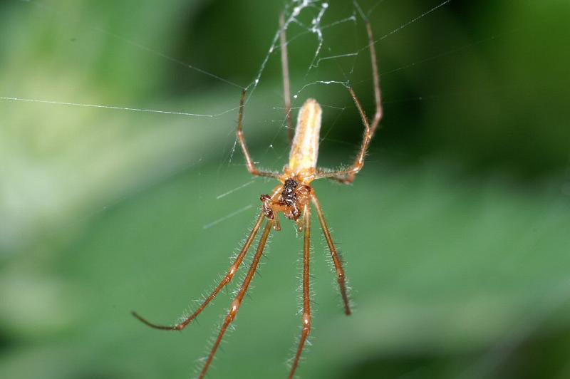 Tetragnatha_montana_D3741_Z_80_Vinkenveense plassen_Nederland.jpg